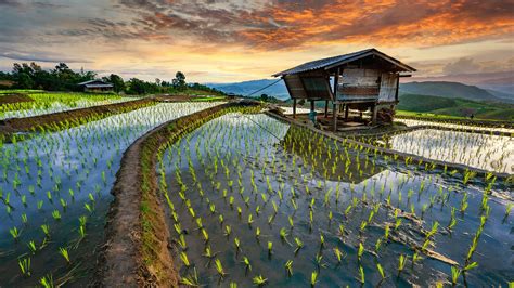 Rice terrace field, Pa-pong-peang, Chiang Mai, Thailand | Windows ...