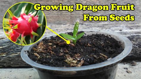 Dragon Fruit Plant From Seed