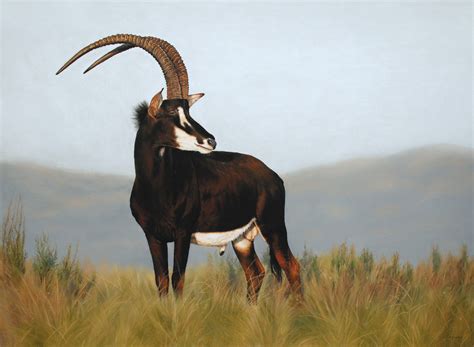 Sable Antelope | Kurt Safari