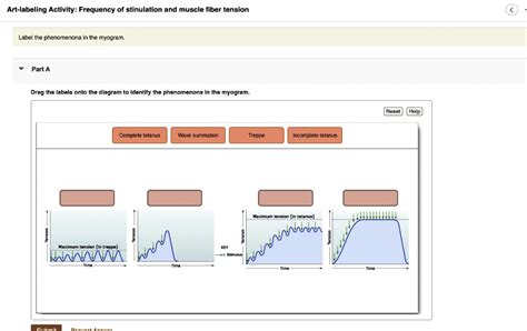 SOLVED: Text: Art-labeling Activity: Frequency of stimulation and muscle fiber tension Label the ...