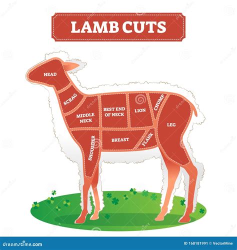 Sheep Cuts Of Meat Chart / Meat Cuts Poster Butcher Diagram And Scheme Lamb Stock Illustration ...