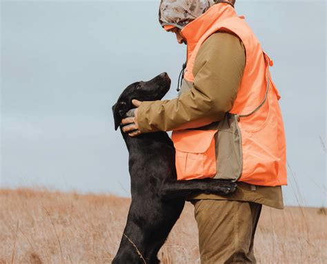 Labrador Retriever - A Project Upland Bird Hunting Dogs Series