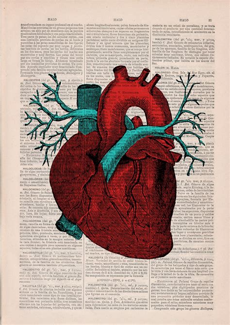Anatomy Study, Anatomy Art, Greys Anatomy, Heart Anatomy Drawing, Human Heart Art, Human Heart ...