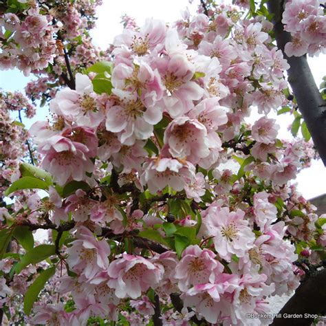 Prunus 'Accolade' (Flowering Cherry) - 200/250cm - Bunkers Hill Plant ...