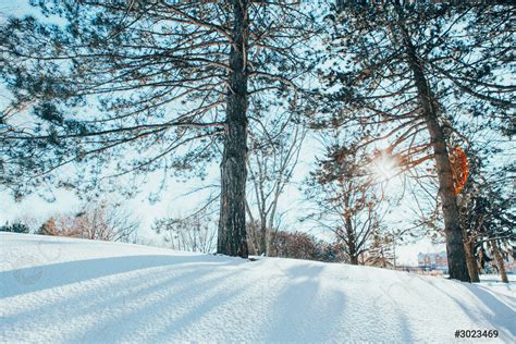 Beautiful sunny winter day in city park Seasonal cold nature - stock photo | Crushpixel