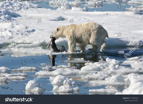 1,720 Polar bear seal Stock Photos, Images & Photography | Shutterstock