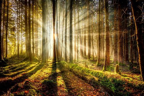 Forest sunlight, forest, glow, sunlight, bonito, trees, rays, summer, sunshine, HD wallpaper ...