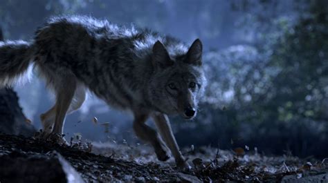 Malia Screencaps - Teen Wolf Photo (36880132) - Fanpop