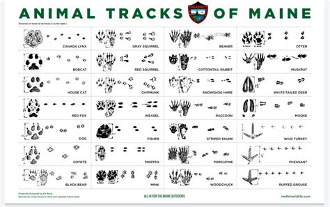 Guide To Animal Tracks In Snow