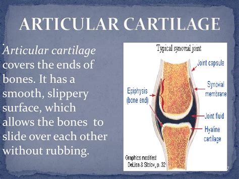 PPT - SYNOVIAL JOINT PowerPoint Presentation, free download - ID:5300719