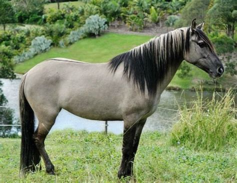 Grulla Paint Horse