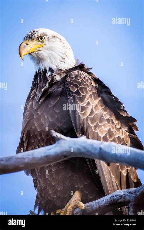 Close up Bald Eagle Stock Photo - Alamy