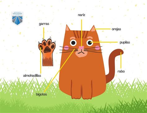 Miau! The Ultimate Vocabulary Guide to Your Cat in Spanish