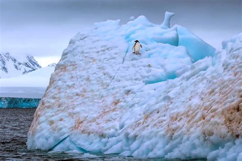 Penguin on an Iceberg in Antarctica - Hole in the Donut Cultural Travel