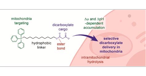 Selective Delivery of Dicarboxylates to Mitochondria by Conjugation to a Lipophilic Cation via a ...