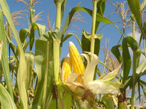 BUDIDAYA JAGUNG