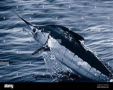 Atlantic blue marlin (Makaira nigricans Stock Photo - Alamy