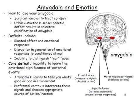 Amygdala and Emotion | Neuro-Bio-Psycho-Socia | Pinterest