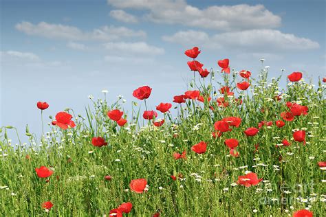 Red Poppy Flowers Spring Season Photograph by Goce Risteski | Fine Art America