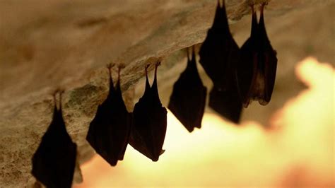 Two rare, vulnerable new species of bats discovered in Europe and North ...