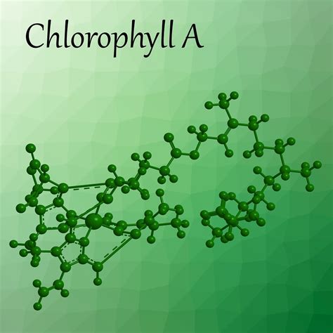 The Health Benefits of Chlorophyll: Supercharge Your Cellular Energy