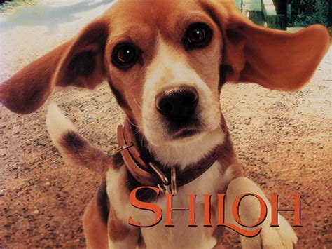 Shiloh Pictures - Rotten Tomatoes