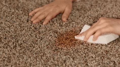 Ways to Get Rid of Carpet Mold - International Inside