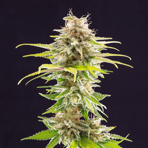 Super OG Kush - Real Gorilla Seeds