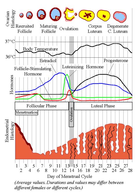 Menstrual cycle - wikidoc