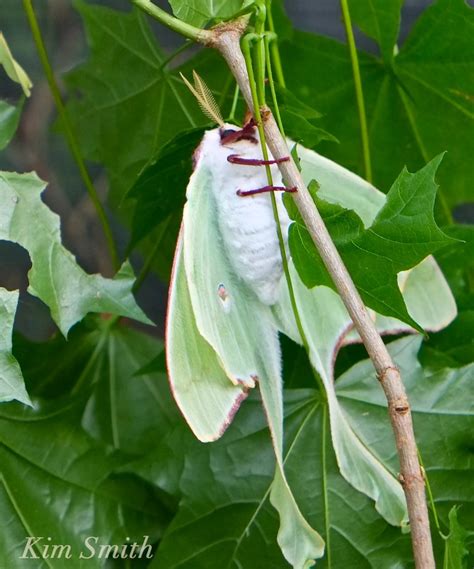 Male Female Luna Moth | Kim Smith Films