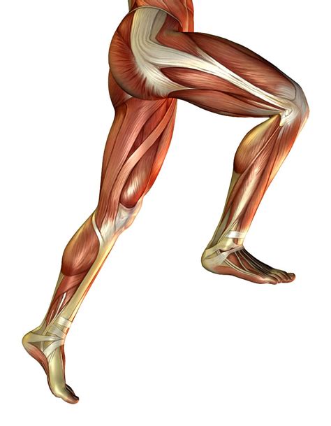 3D rendering of the male leg muscles - On Target Publications