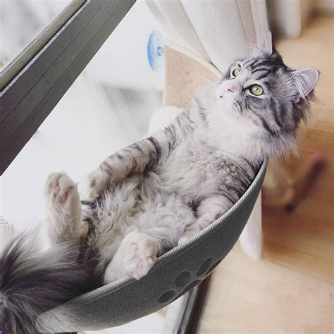 Cat Window Bed Cat Window Perch Sunny Seat Cat Hammock Window Seat with ...