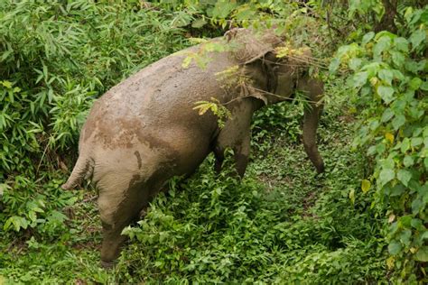 3-days wildlife tour in Kaeng Krachan