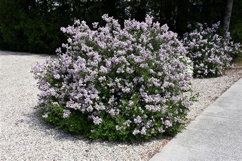 Dwarf Korean Lilac (Syringa meyeri 'Palibin') in Edmonton St Albert ...