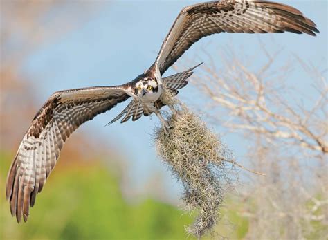 Osprey | Fish-eating, Migration, Conservation | Britannica