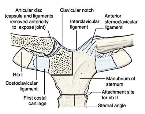 Sternoclavicular Joint Anatomy – Earth's Lab