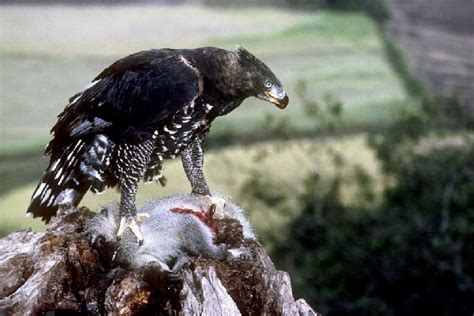 African Crowned Eagle Hunting