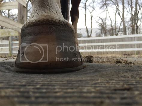 Critique my horses feet | The Horse Forum