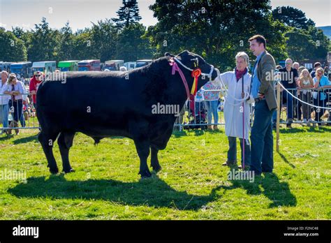 Aberdeen angus bull show hi-res stock photography and images - Alamy