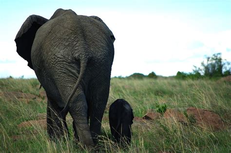 Masai Mara | One-week-old calf taking its first steps in the… | Flickr