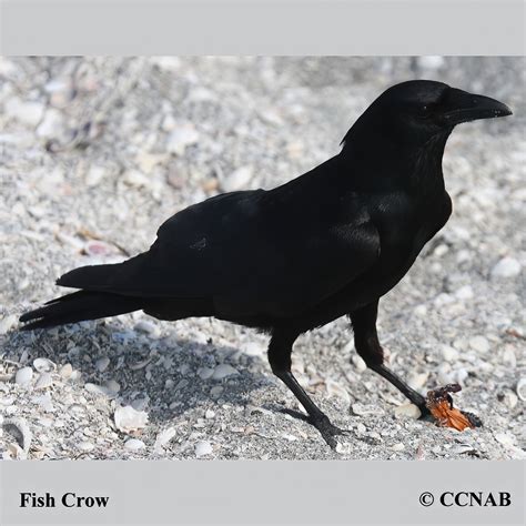 Fish Crow (Corus ossifragus) - FICR