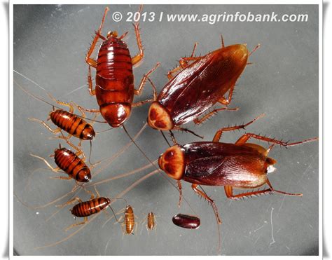 Cockroaches | Agriculture Information Bank