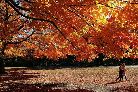 Fall Foliage in NYC Is at Its Peak: 5 Great Places to See It | StreetEasy