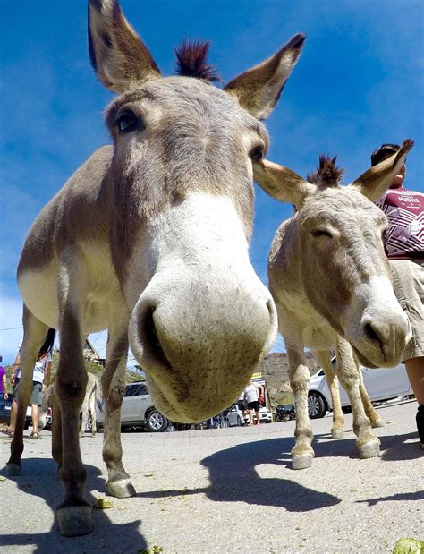 Wild burros: Oatman, AZ | Animals, Pets, Places to see