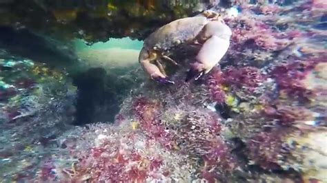 Panama City Beach Snorkeling_1 - YouTube