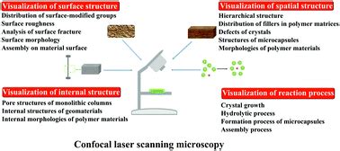 Confocal Laser Scanning Microscopy