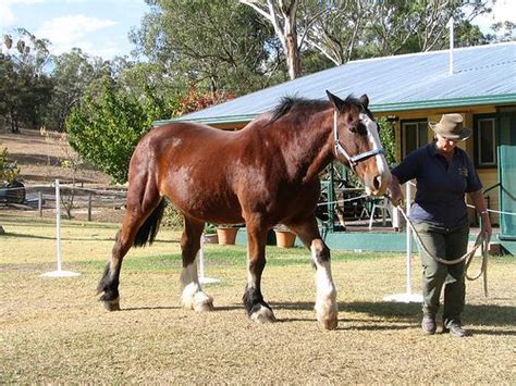 Australian Draught Horse Breed Information, History, Videos, Pictures