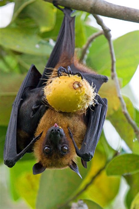 batsjustbats | Fox bat, Cute bat, Animals