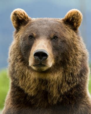 Grizzly Bear Facts | Grizzlies Information