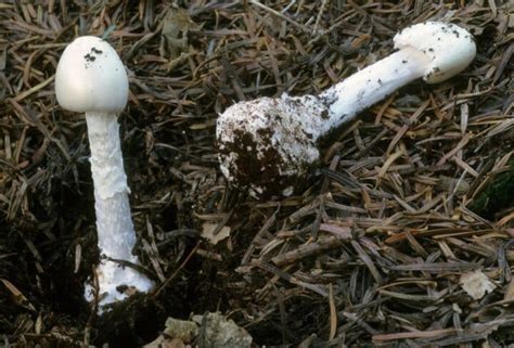 Destroying Angel: How To Identify This Deadly Mushroom - Mushroom Appreciation